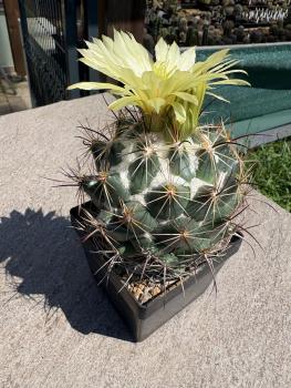 Preview: Coryphantha calipensis